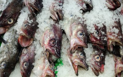 Sustainable Seafood and Why It’s Not Working